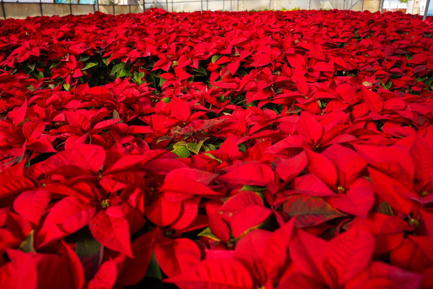 Motril vestirá sus calles durante esta Navidad con más de 11.500 pascueros rojos y blancos